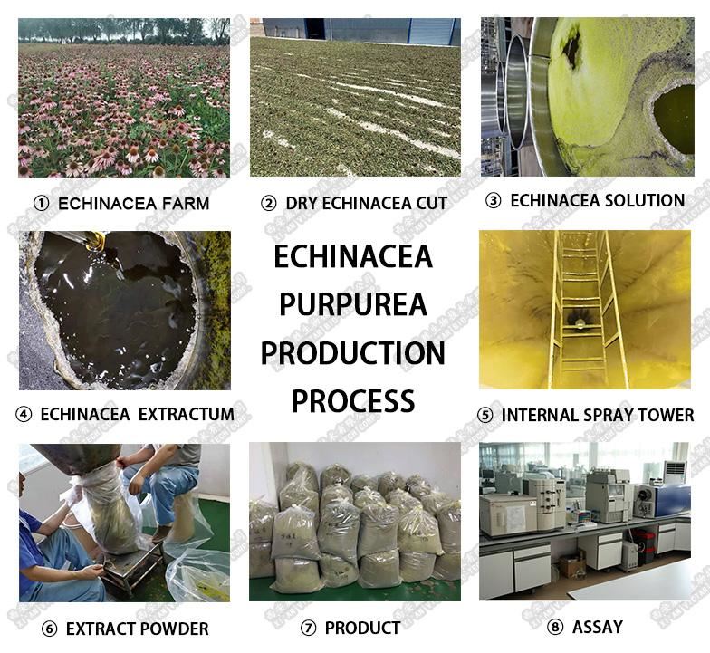 victarbio echinacea production process
