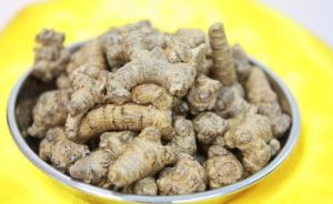 Notoginseng نکالنے