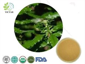 Huperzia Serrata Extract